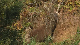 stag 1 Screenshot 2026-01-30 095223.webp