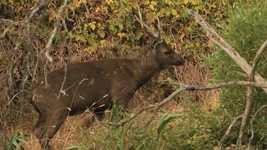 stag 2 Screenshot 2026-01-30 095243.webp