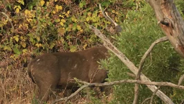 stag 3 Screenshot 2026-01-30 095300.webp