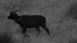 H stag Screenshot 2026-01-31 075157.webp