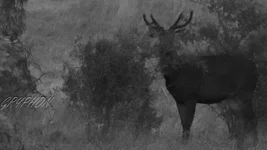 V stag Screenshot 2026-01-31 075232.webp