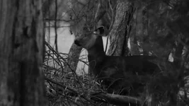 hill hind 1 Screenshot 2026-02-02 080415.webp