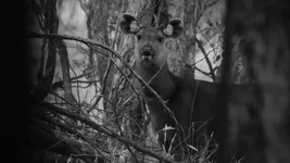 hill hind 2 Screenshot 2026-02-02 080447.webp