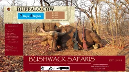 Buffalo Cow.webp Buffalo Cow.webp