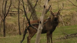 cov bull Screenshot 2026-02-25 121110.webp