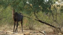 run 2 Screenshot 2026-02-26 092249.webp