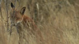 fox sly Screenshot 2026-02-27 112757.webp