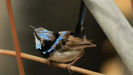 wren moult Screenshot 2026-02-27 112650.webp