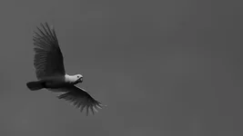 cocky grey Screenshot 2026-02-27 112532.webp