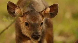 calf ear hair Screenshot 2026-03-24 054526.webp