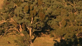 mistle Screenshot 2026-03-30 085530.webp