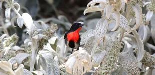 mistletoe cock bird1 (1).webp