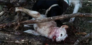 white dog trapped.webp