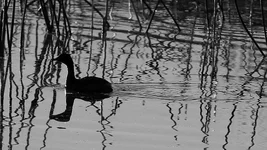 grebe del Screenshot 2026-03-31 083427.webp