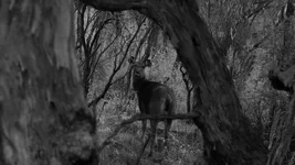 hind grey cts Screenshot 2026-03-31 083620.webp