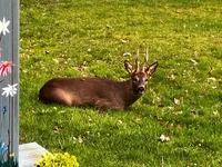 injured roe buck.webp