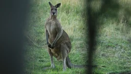 roo buck Screenshot 2026-04-11 090953.webp