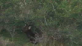 stag hiding at 500 Screenshot 2026-04-11 091026.webp