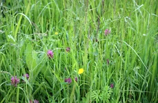wildflower meadow May.webp