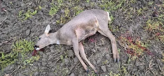 March Deer.webp
