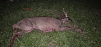 April 2nd 6pt buck.webp