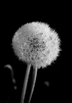 _DSC4784.webp