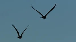 ytb flight 2 Screenshot 2026-04-25 082205.webp