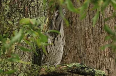 tawney frogmouth 001.webp