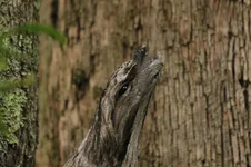 tawney frogmouth 033.webp