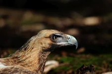 eagle head IMG_9261.webp