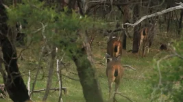 hinds three Screenshot 2026-04-30 084314.webp