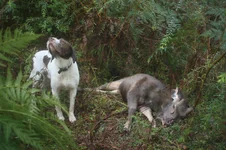 nose spikey 5 sam.webp
