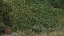 berry wall hind 2 Screenshot 2026-05-01 085441.webp