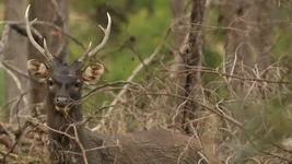 mud stag 2 Screenshot 2026-05-02 094215.webp