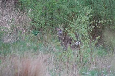 DSC03073.webp