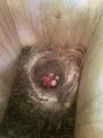 Chick.webp