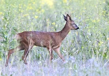_DSC6346.webp