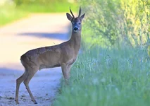 _DSC6382.webp