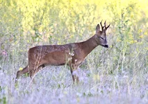 _DSC6387.webp
