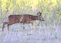 _DSC6389.webp