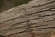 ring barked tree 385A8371.webp