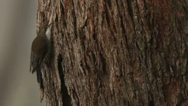 fail fog tree creeper.webp