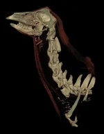 Adult_male_Sika_head_CT.webp