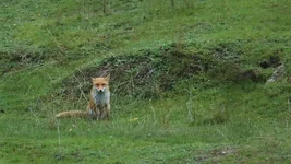 fox late Screenshot 2026-05-18 172605.webp