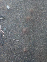 meat ants IMG_20260519_074124737.webp