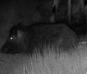 Boar 120.webp