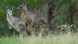 roo pair Screenshot 2026-05-25 095501.webp