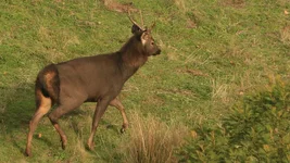 rump hair stag Screenshot 2026-05-25 095542.webp