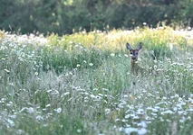 IMG_1696.webp