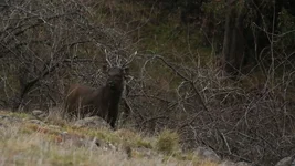 creek stag Screenshot 2026-05-26 100203.webp
